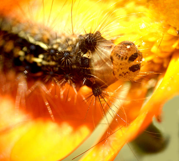 caterpillar...(3) stock photo