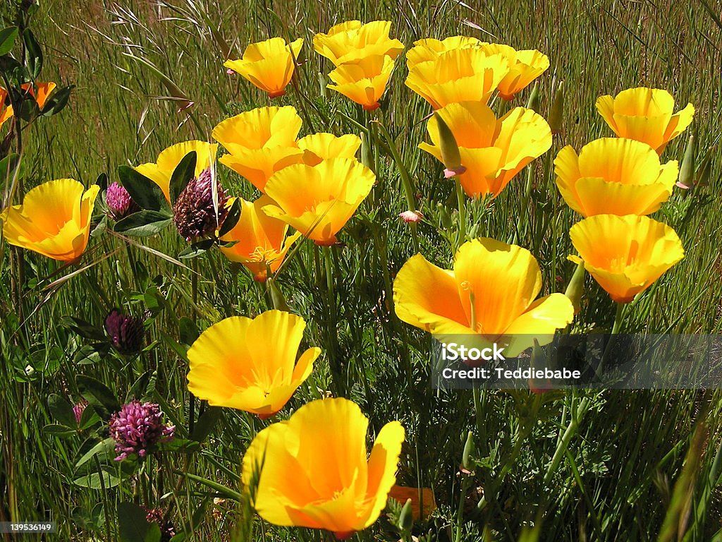 Coquelicots de Californie - Photo de Californie libre de droits