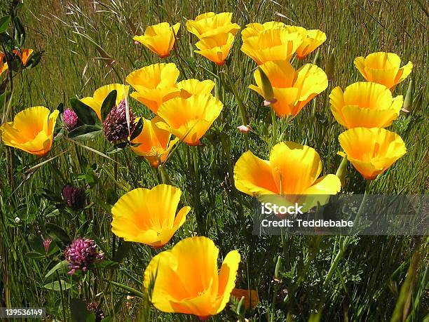 カリフォルニア Poppies - カリフォルニア州のストックフォトや画像を多数ご用意 - カリフォルニア州, クローブ, ケシ