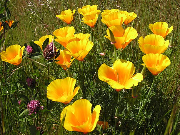 istock California Poppies 139536149