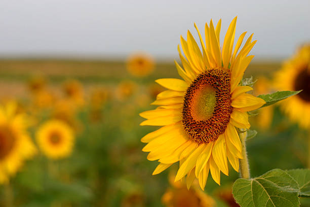 Sunflower stock photo