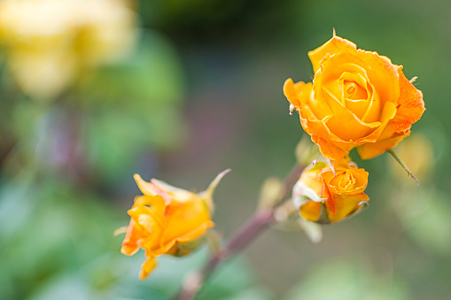 Orange roses flower