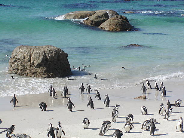 istock South African Penguins on the Beach 139536194