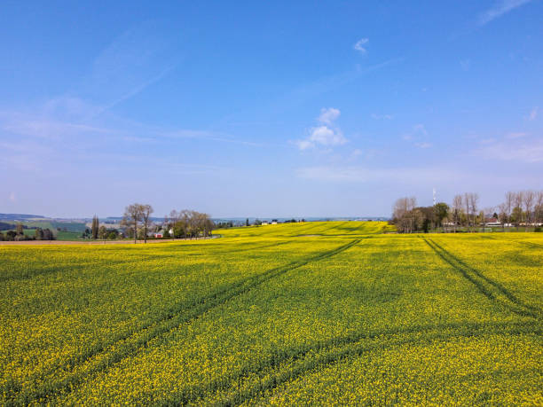 istock Aerial view of a rapeseed field in spring 1395362202