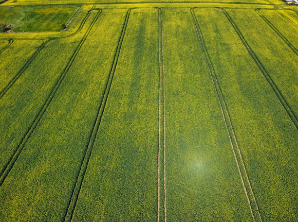 istock Aerial view of a rapeseed field in spring 1395362206