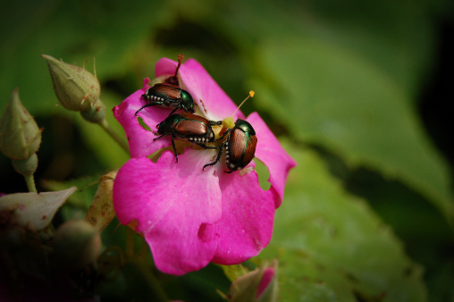 japanese beetles devouring a rose