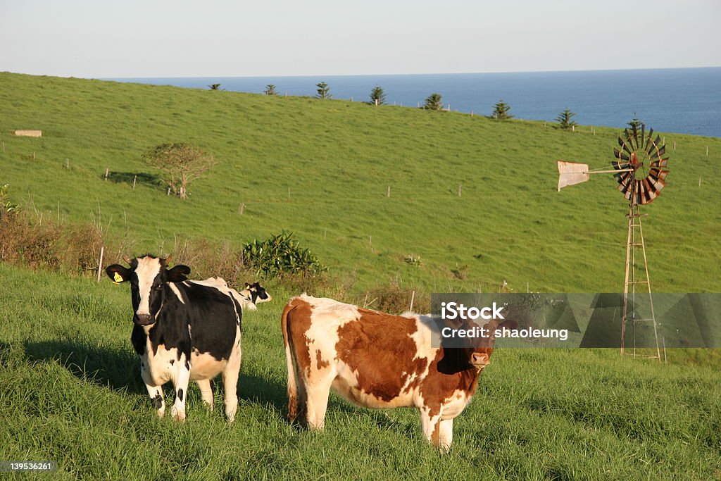 Vacas no relógio - Royalty-free Austrália Foto de stock