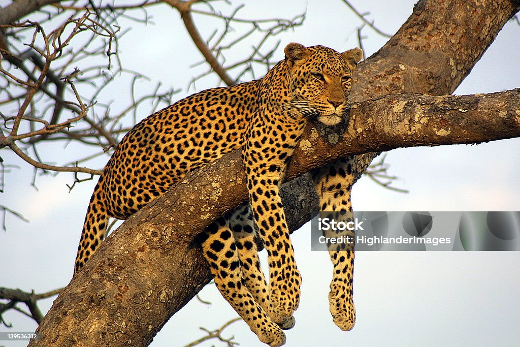 Taca imprezy Leopard - Zbiór zdjęć royalty-free (Drzewo)