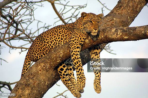 Taca Imprezy Leopard - zdjęcia stockowe i więcej obrazów Drzewo - Drzewo, Lampart, Park Narodowy Krugera