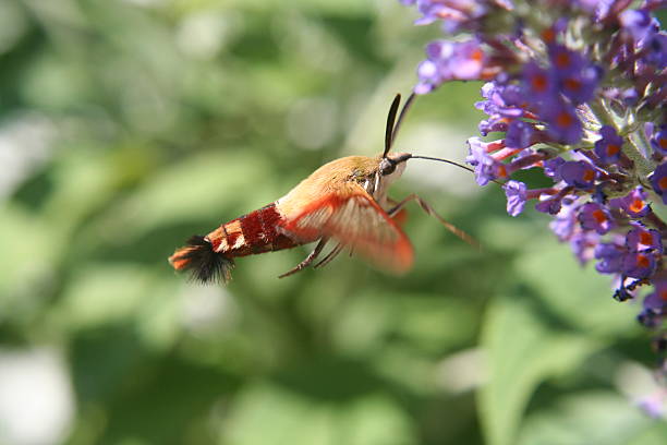 Snowberry Clearwing Hummingbird Moth