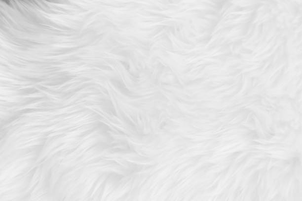 istock White clean wool texture background. light natural sheep wool. white seamless cotton. texture of fluffy fur for designers. close-up fragment white wool carpet. 1395363524