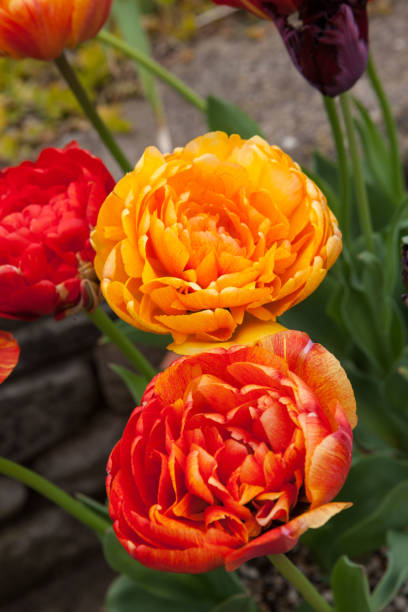 오랑주 튤립 - double tulip 뉴스 사진 이미지