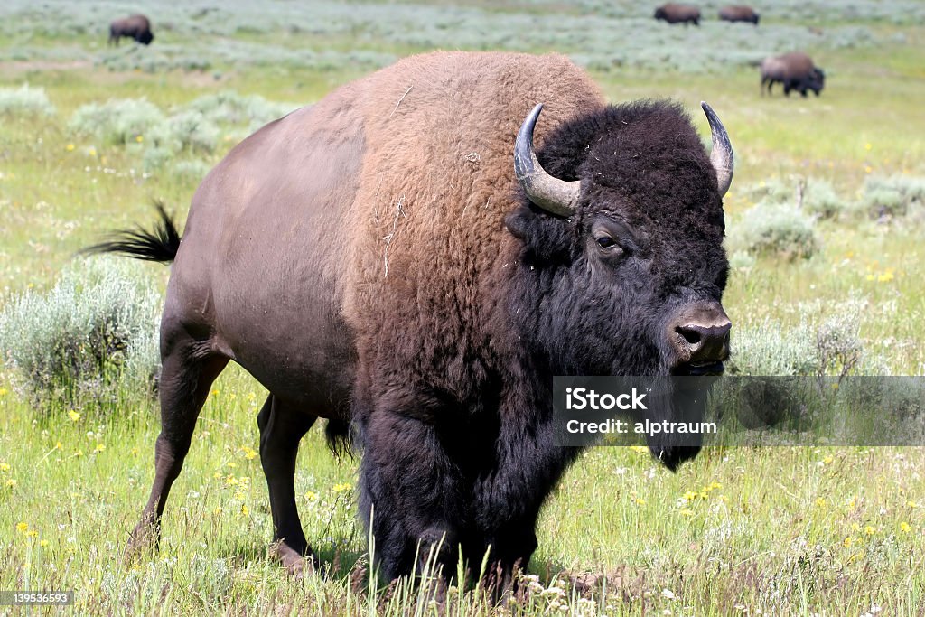 Bison out in their wild habitat bison in yellowstone national park Agricultural Field Stock Photo