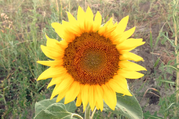 Yellow sunflower close-up on stock photo