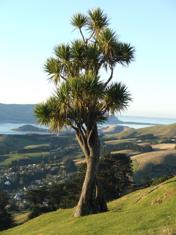 A large Cabbage Tree, over looking Dunedinâ??s Otago Peninsula.