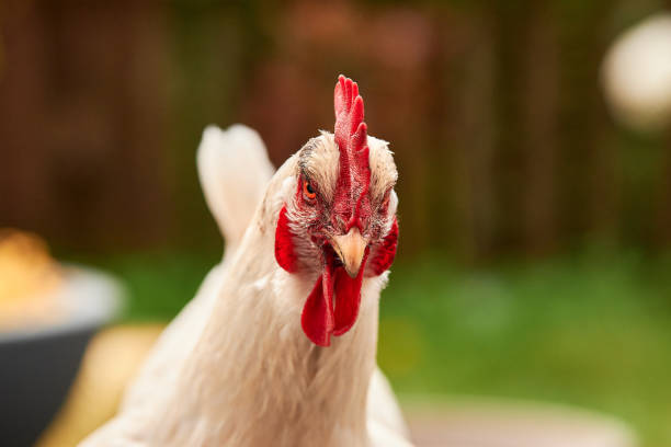 istock a single white chicken outdoors in the green 1395367520