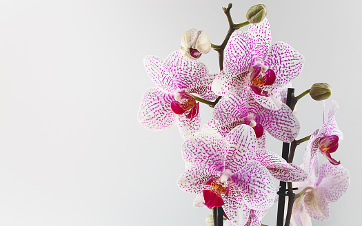 Pink Orchidaceae Phalaenopsis, or moth orchid close-up on a white background with copy space