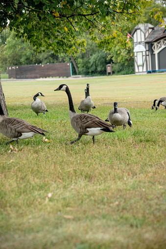 canadian geese that are on their migration path to head south are having a break in the sports field at the Assiniboine park