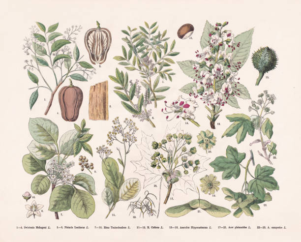 Flowering plants (Rosids), hand-colored wood engraving, published in 1887 Flowering plants (Rosids): 1-4) West Indian mahogany (Swietenia mahagoni); 5-6) Mastic (Pistacia lentiscus); 7-10) Eastern poison ivy (Toxicodendron radicans, or Rhus toxicodendron); 11-12) European smoketree (Cotinus coggygria, or Rhus cotinus); 13-16) Horse chestnut (Aesculus hippocastanum); 17-21) Norway maple (Acer platanoides); 22-23) Field maple (Acer campestre). Hand-colored wood engraving, published in 1887. smoke bush blooming stock illustrations