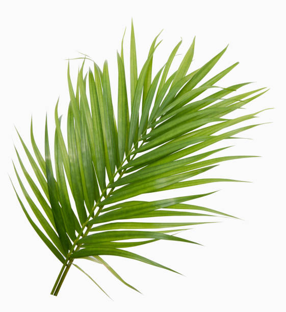 istock Green yellow palm or butterfly leaf isolated on white background 1395370084