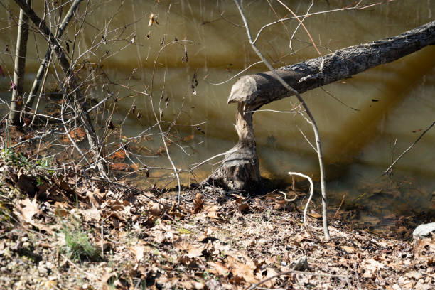 Southern state wetlands  with fallen tree cut by beaver in spring. Captured near Cumming in Georgia (USA).