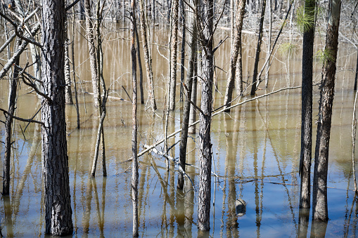 Southern state wetlands in spring. Captured near Cumming in Georgia (USA).