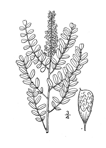 Antique botany plant illustration: Amorpha nana, Fragrant false indigo