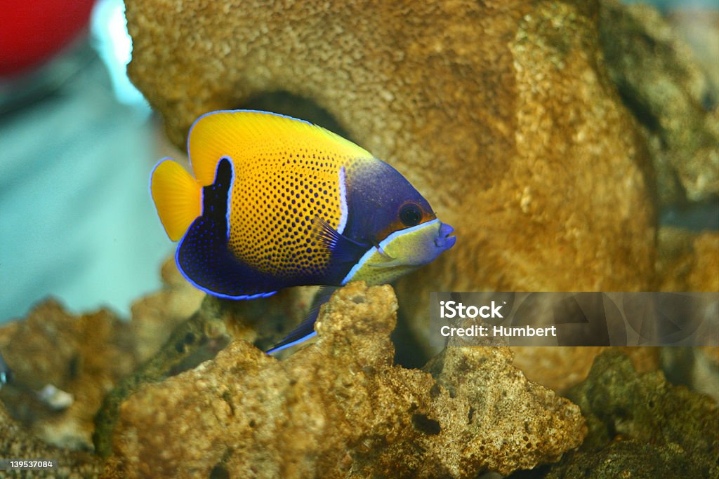 Тропическая рыба - Стоковые фото Без людей роялти-фри