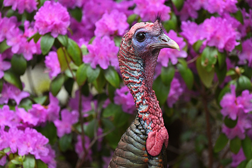 Male wild turkey in spring off-center against purple rhododendrons, a splash of blurry intense color in the left half of frame, where there is copy space. Taken in Connecticut.