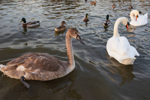 istock white swans and ducks on the lake 1395371694