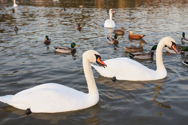 istock white swans and ducks on the lake 1395371705