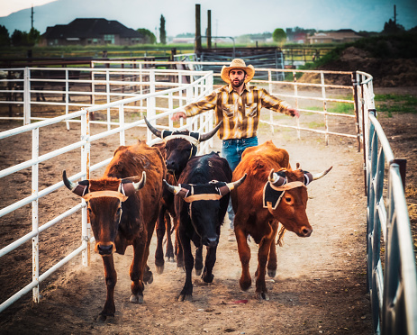 A rancher moving a small group of steers along a fenced lane in Utah, USA.