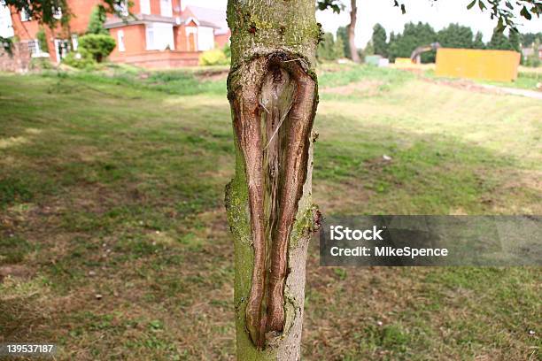 Photo libre de droit de Arbre Avec Un Trou banque d'images et plus d'images libres de droit de Arbre - Arbre, Bois, Couleur verte