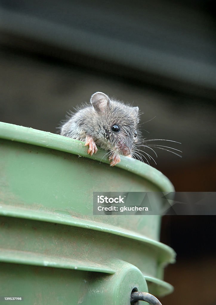 Myszy na przedział - Zbiór zdjęć royalty-free (Mysz Domowa)
