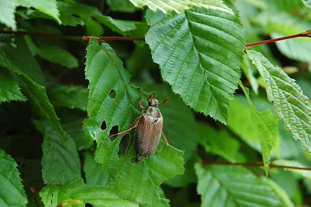 Photo of May bug