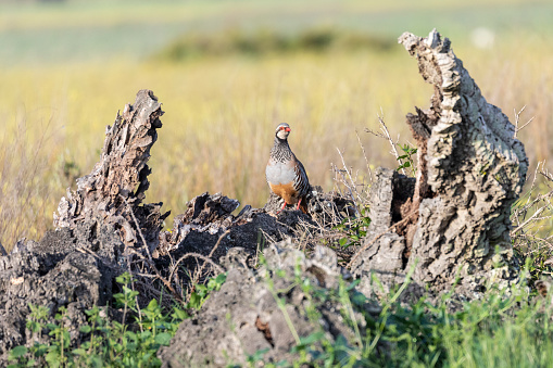A wild Red-legged Partridge, Alectoris rufa, standing on the remains of a dead tree in the Coto Doñana, Andalucía, Spain