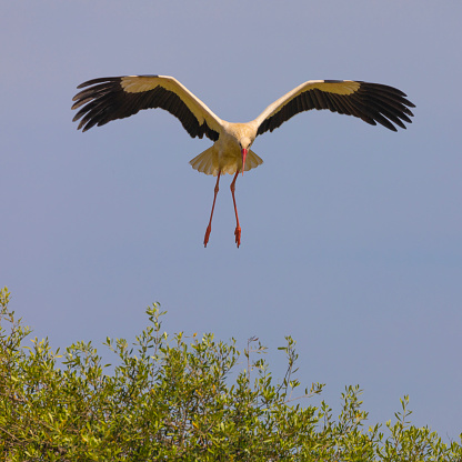 A White Stork, Ciconia ciconia, flying down to land on a tree. Coto Doñana, Spain.