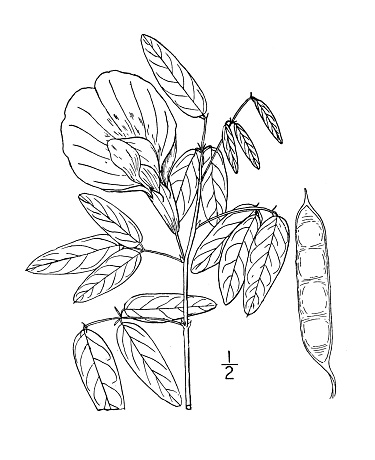 Antique botany plant illustration: Clitoria Mariana, Butterfly pea