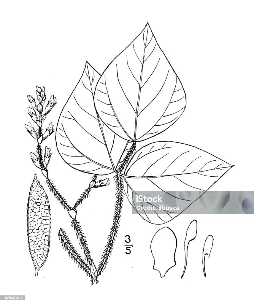 Antique botany plant illustration: Falcata pitcheri, Pitcher's Hog Pea-nut Nut - Food stock illustration