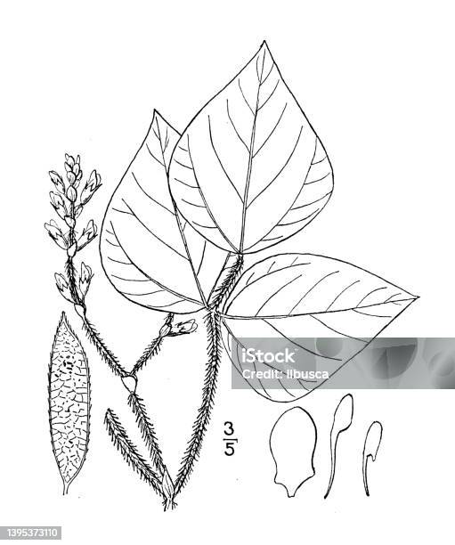 Antique Botany Plant Illustration Falcata Pitcheri Pitchers Hog Peanut Stock Illustration - Download Image Now