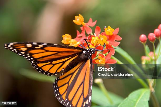 のクローズアップのモナーク蝶フィーディング - まぶしいのストックフォトや画像を多数ご用意 - まぶしい, オオカバマダラ, カラフル