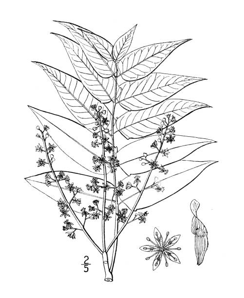 ilustrações, clipart, desenhos animados e ícones de ilustração antiga da planta botânica: ailanthus glandulosa, árvore do céu, ailanthus - ailanthus glandulosa