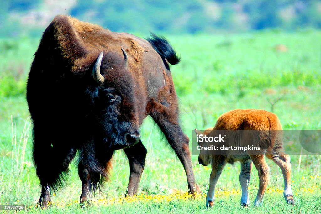 Buffalo Mutter - Lizenzfrei Frühling Stock-Foto