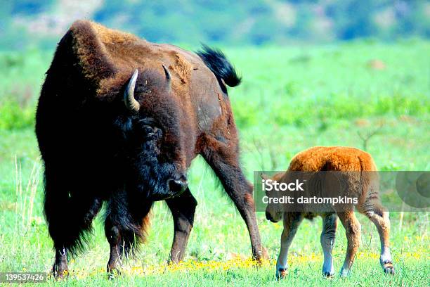 Buffalo Mutter Stockfoto und mehr Bilder von Frühling - Frühling, Oklahoma, Abenteuer