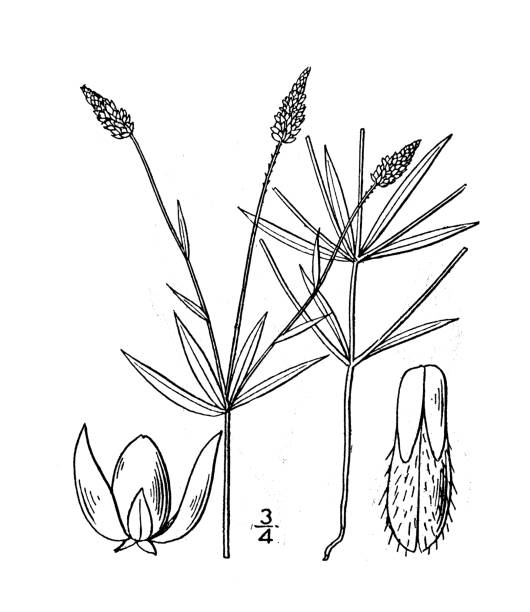 Antique botany plant illustration: Polygala verticillata, Whorled Milkwort Antique botany plant illustration: Polygala verticillata, Whorled Milkwort whorled stock illustrations