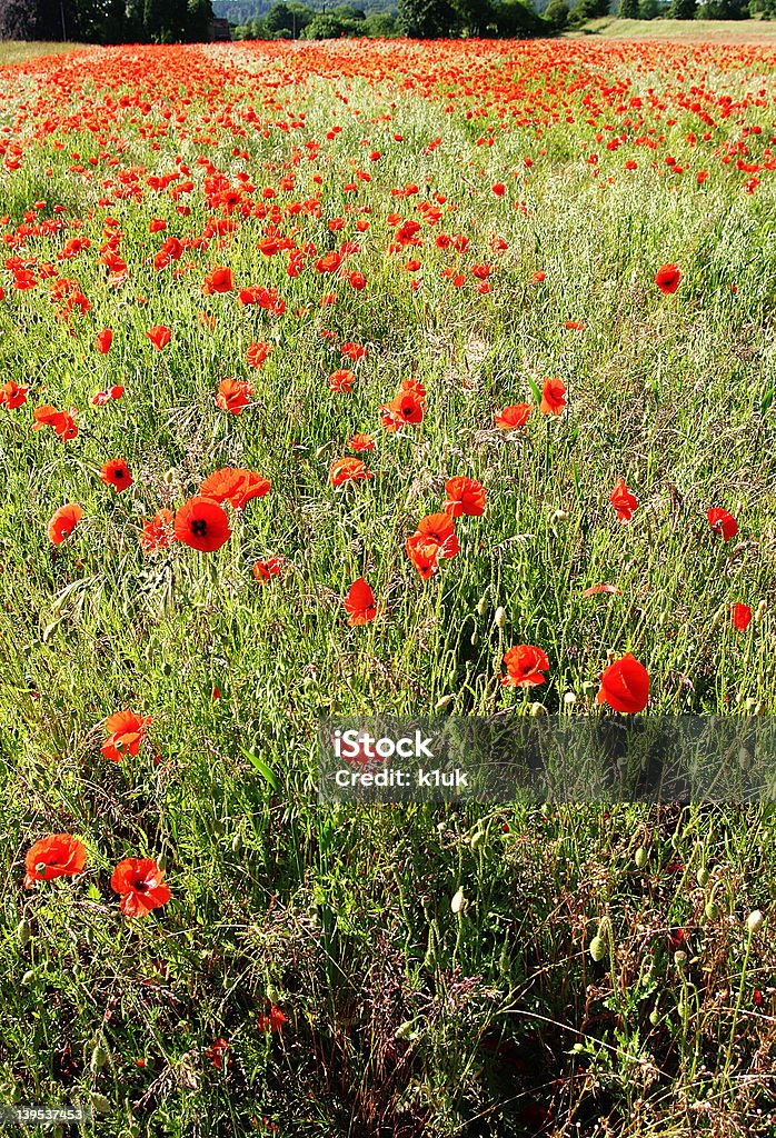 Campo de amapolas rojas - Foto de stock de Adormidera libre de derechos