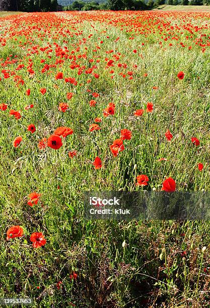 Campo De Amapolas Rojas Foto de stock y más banco de imágenes de Adormidera - Adormidera, Agricultura, Aire libre