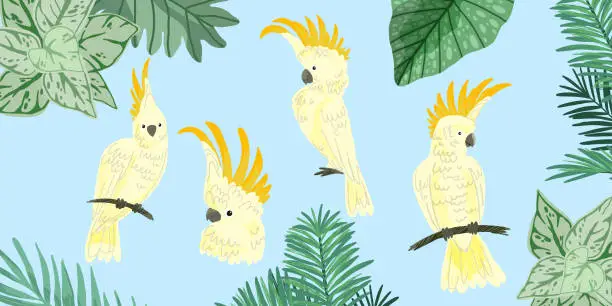 Vector illustration of Four cute kakadu, tropical birds, hand drawn vector