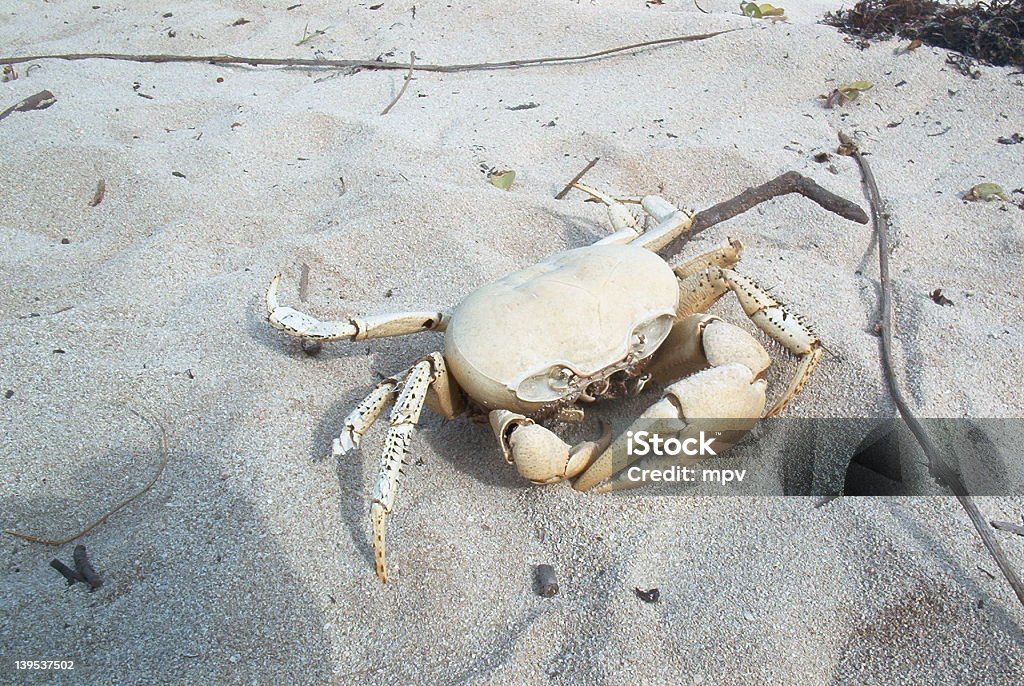 Sand Crab - Lizenzfrei Alt Stock-Foto