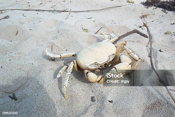 Sand Crab Stockfoto und mehr Bilder von Alt - Alt, Ausgedörrt, Braun